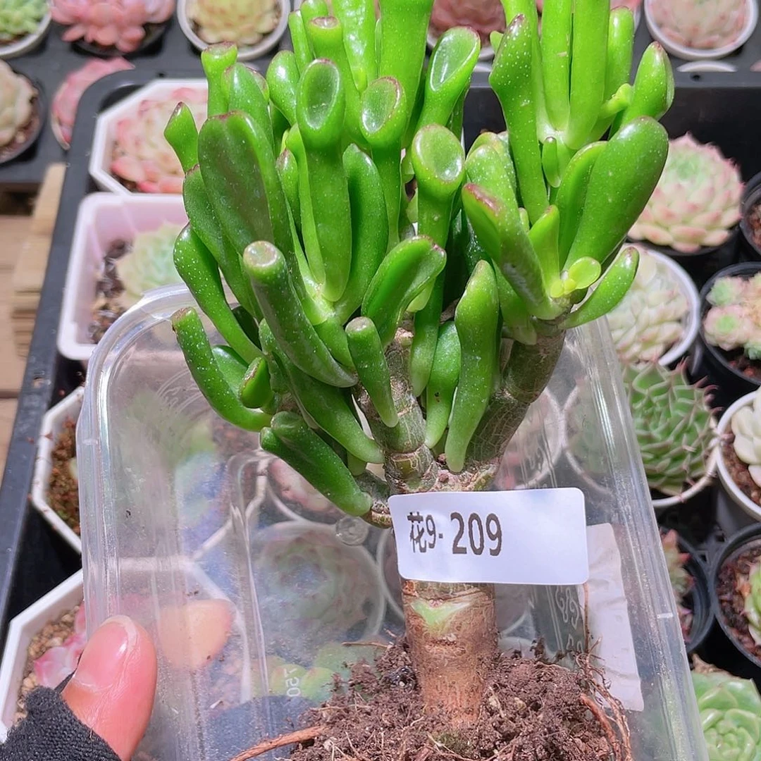 花利美9-209吸财树