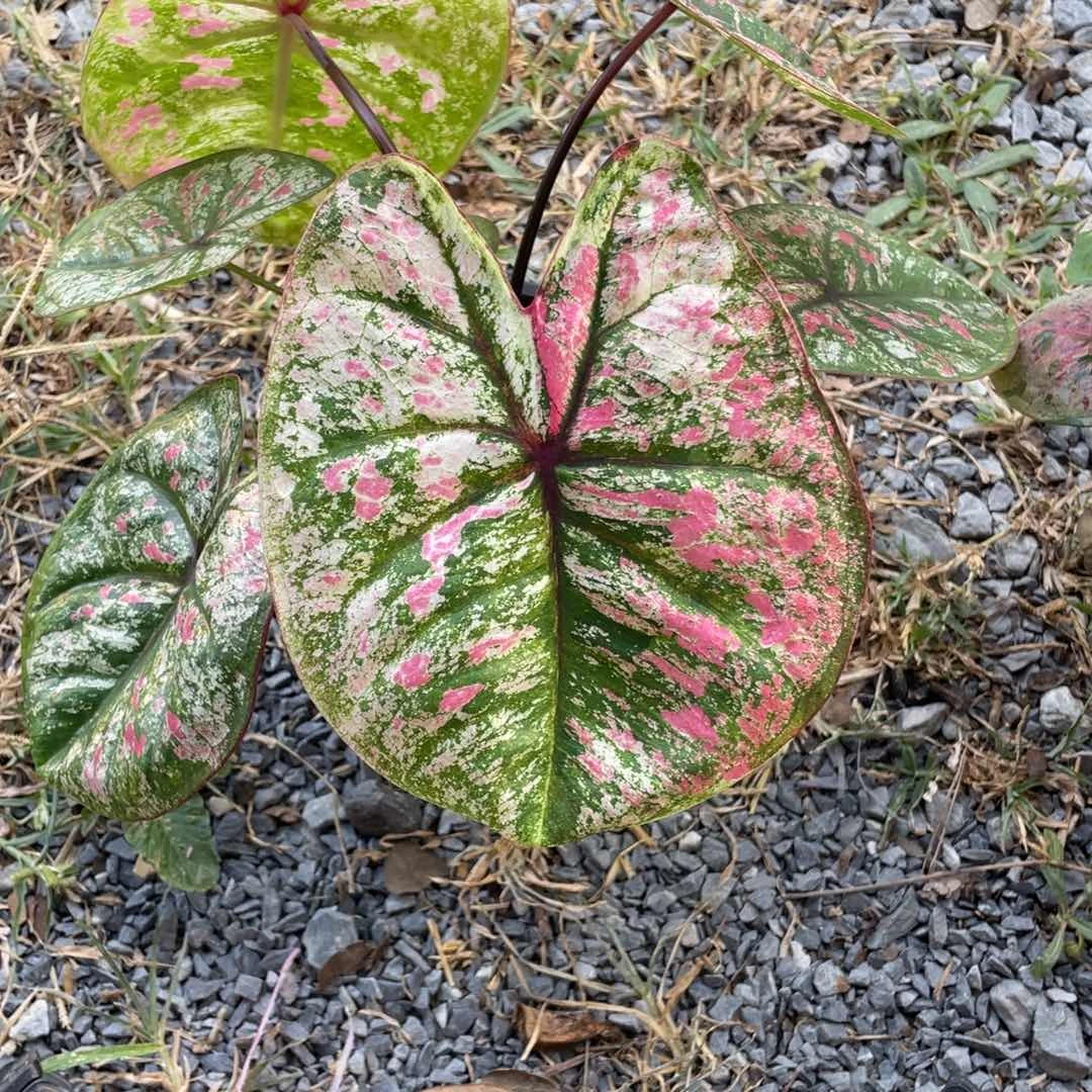 天***天无花朵D264袋装发货