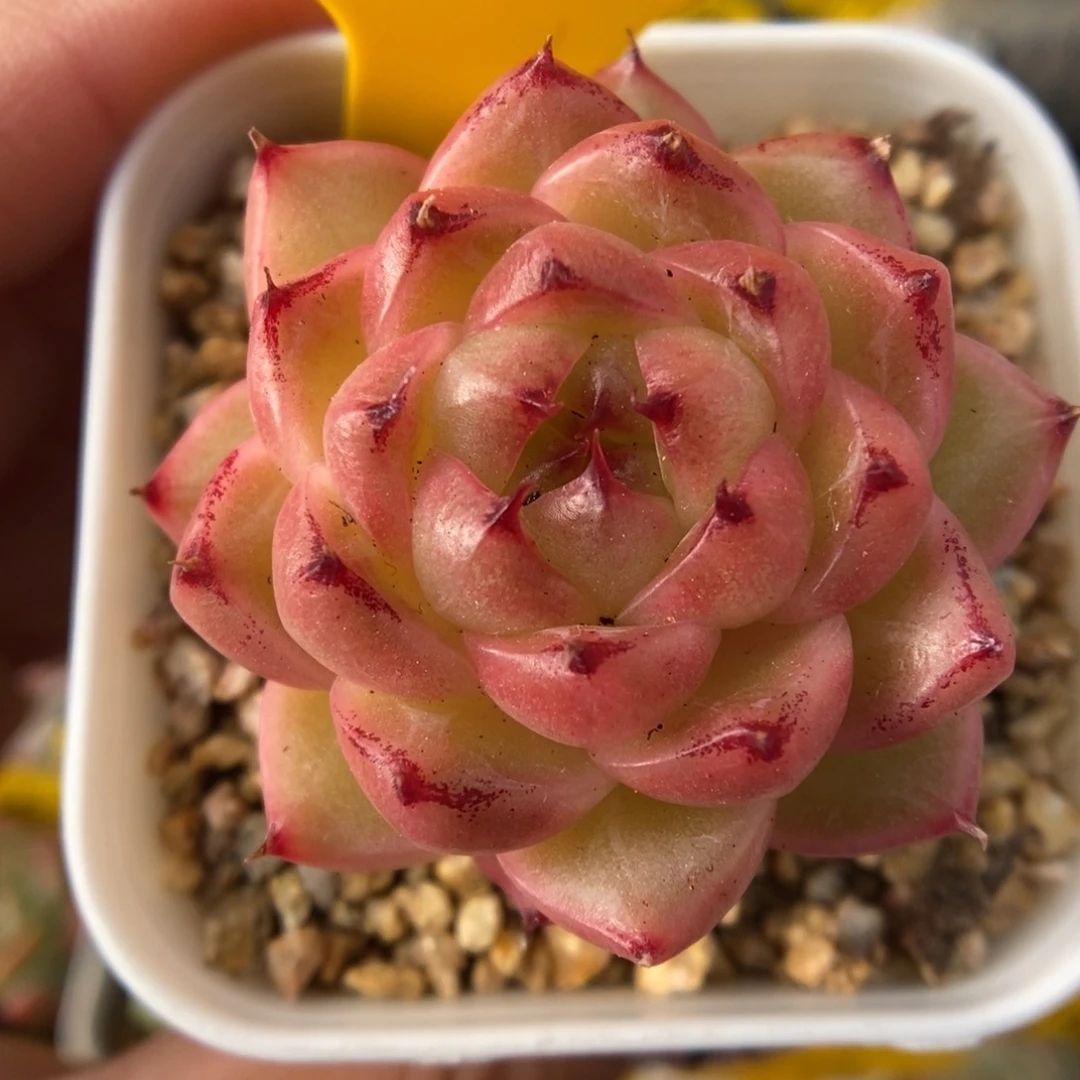 润玉珍妮可拍691号。