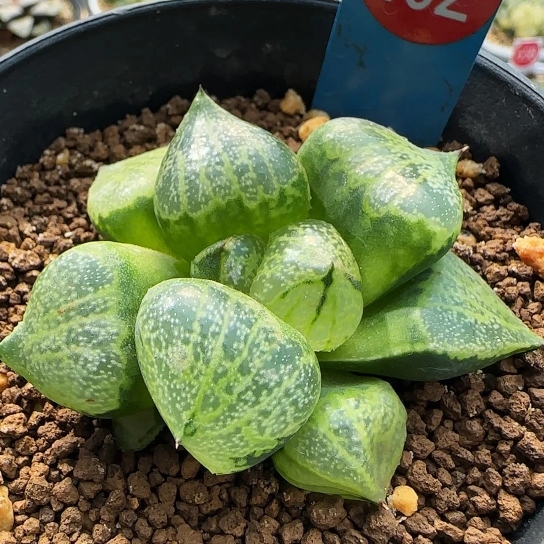 102号白银x裹班若一物一拍带盆