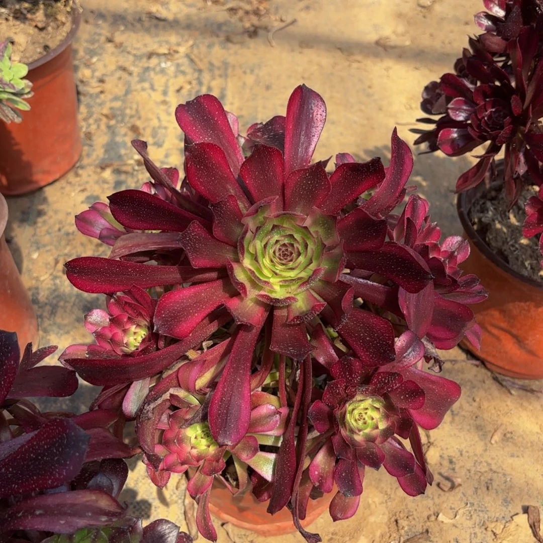 美姬9.9法师多肉嫩