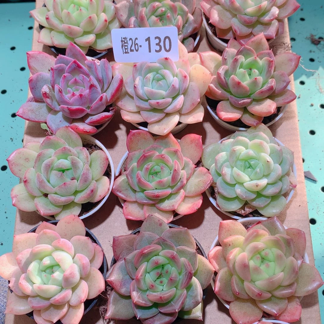 26-130一物一拍多肉带盆18颗