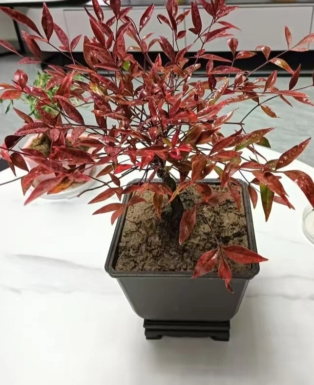 火焰南天竹 红天竺 一物一拍链接