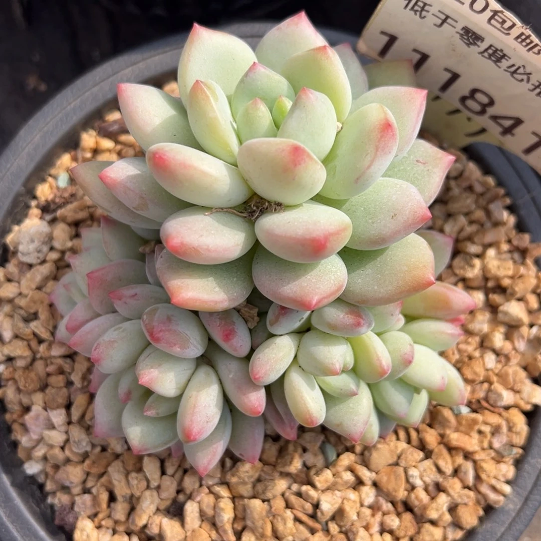 1118411 青星美人杂