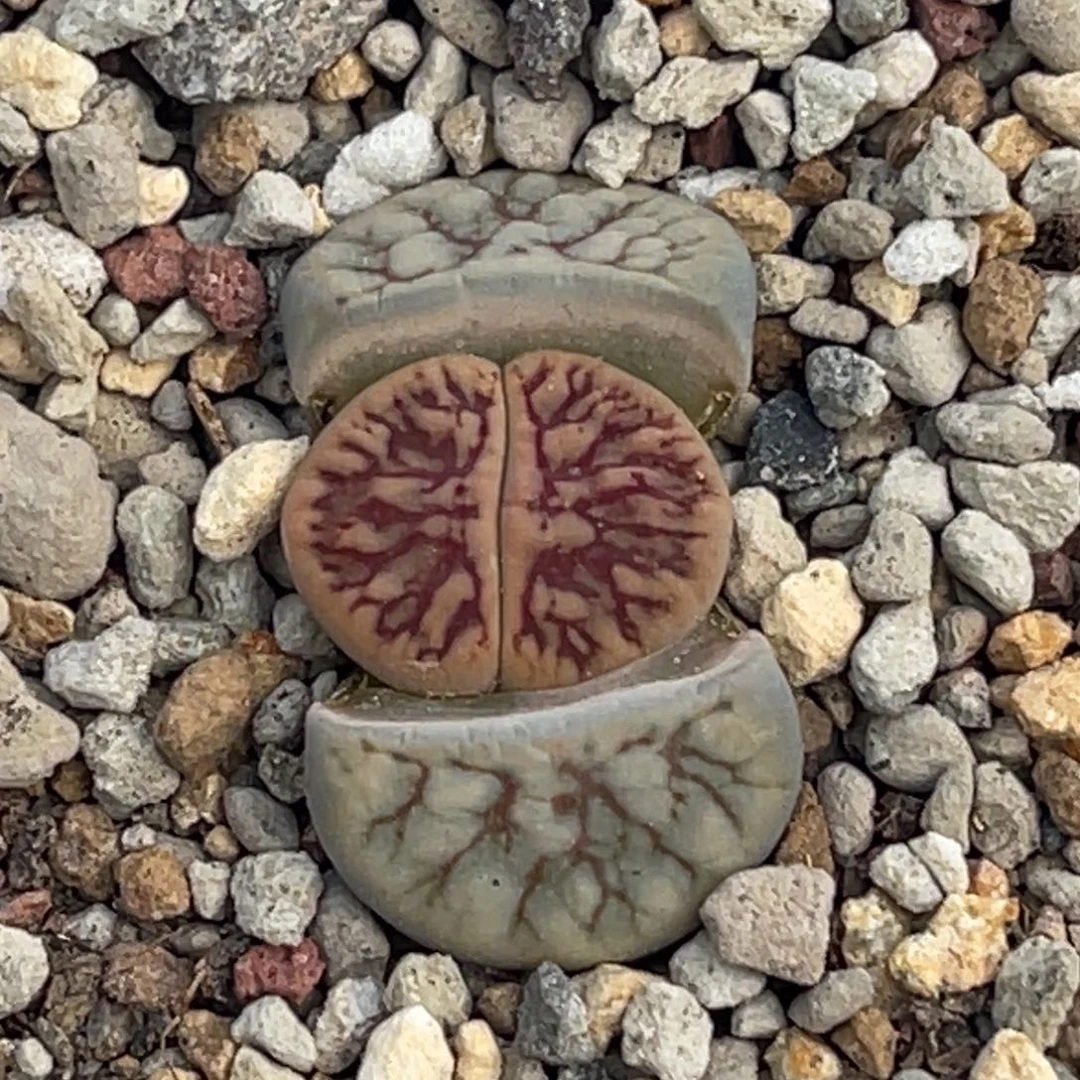 8273红蜜纹凹凸线招福一颗