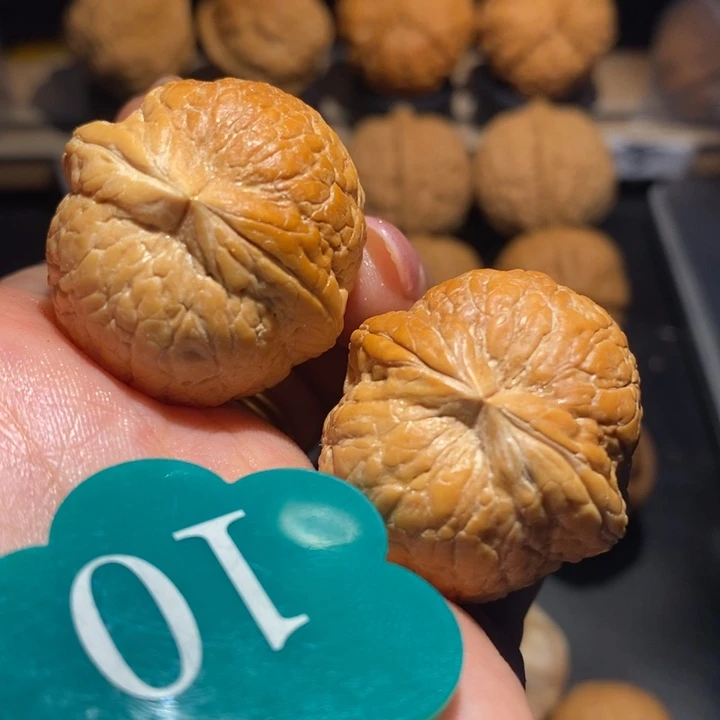 核桃qi cai七彩粗筋大西瓜尺寸33