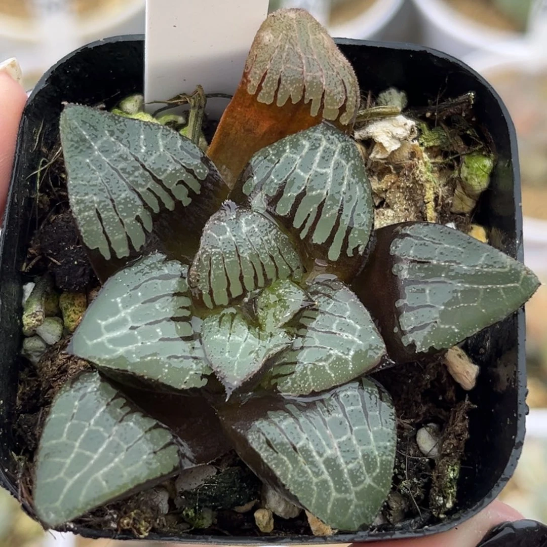 3实生克十二卷多肉