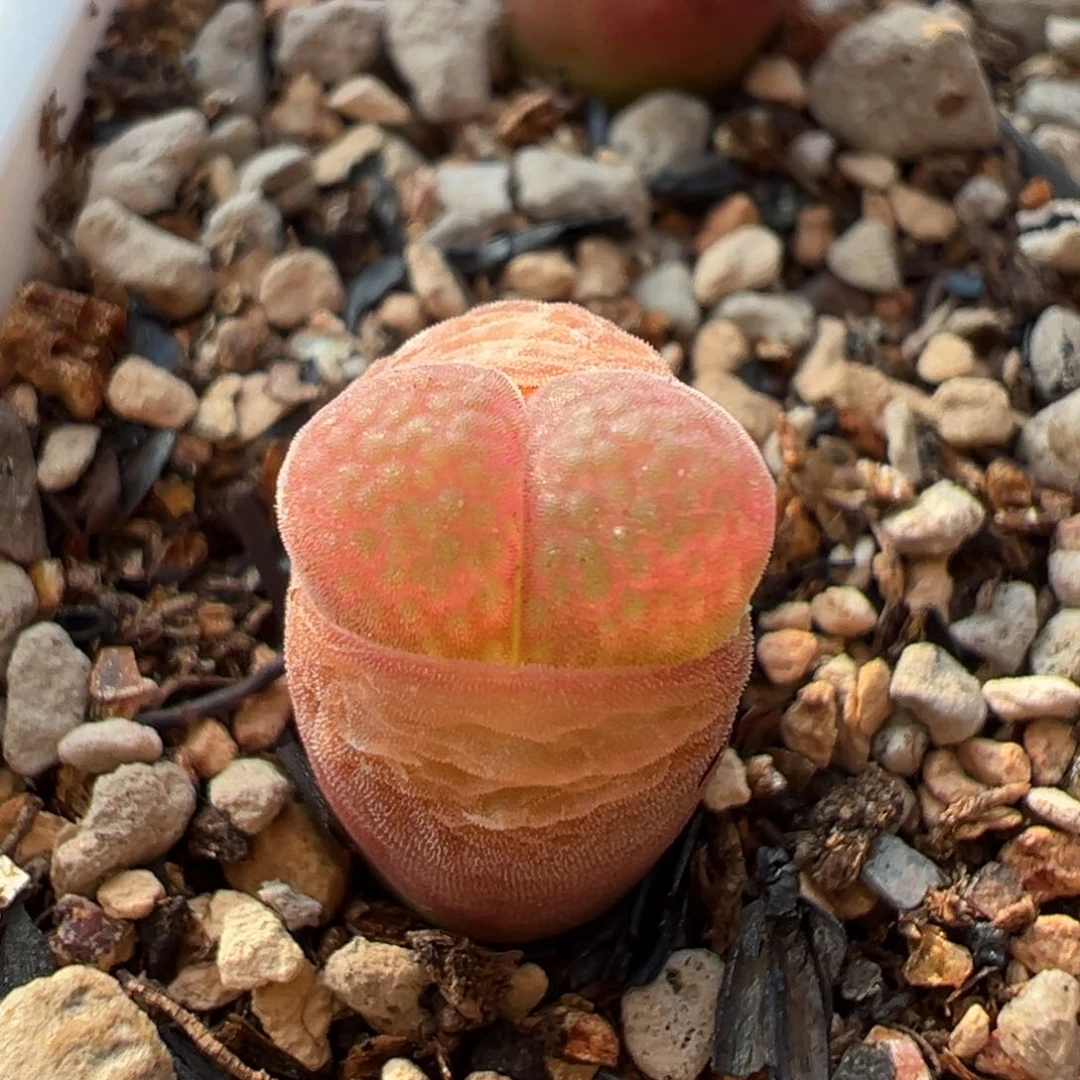 紫晶风铃多肉多肉