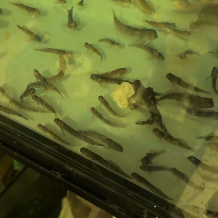 小****奶嘴海葵西瓜刨2条