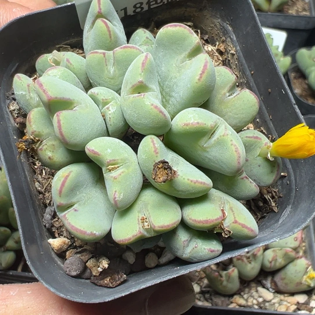 【闪购商品】 788。