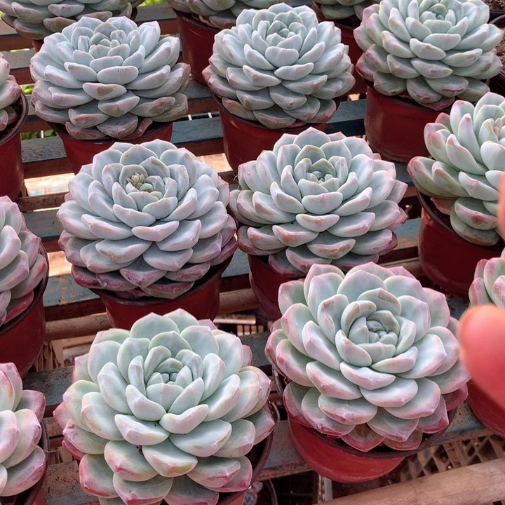 超大母本单头暗纹冰玉9.99两单包邮