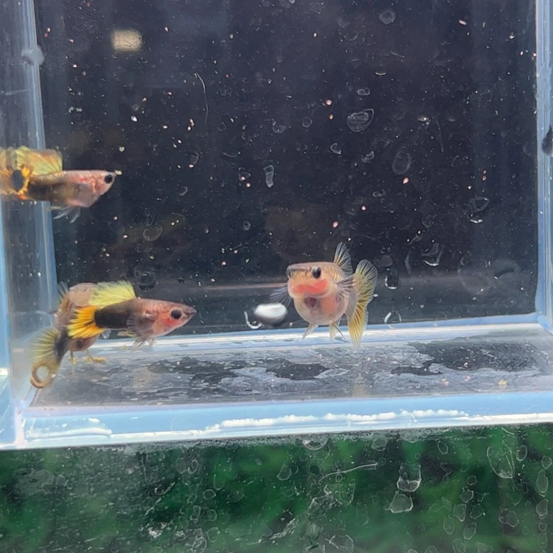 孔雀鱼向日葵两对