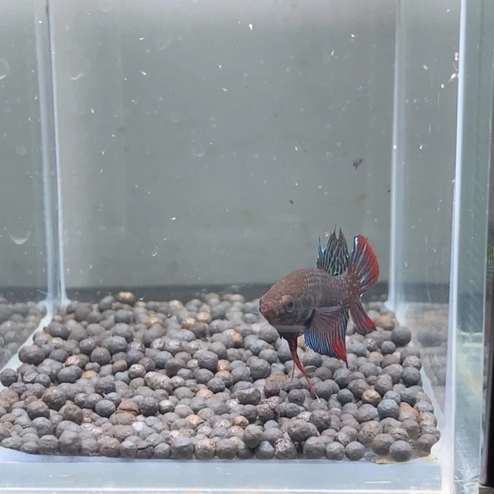 斗鱼泰国斗鱼260号