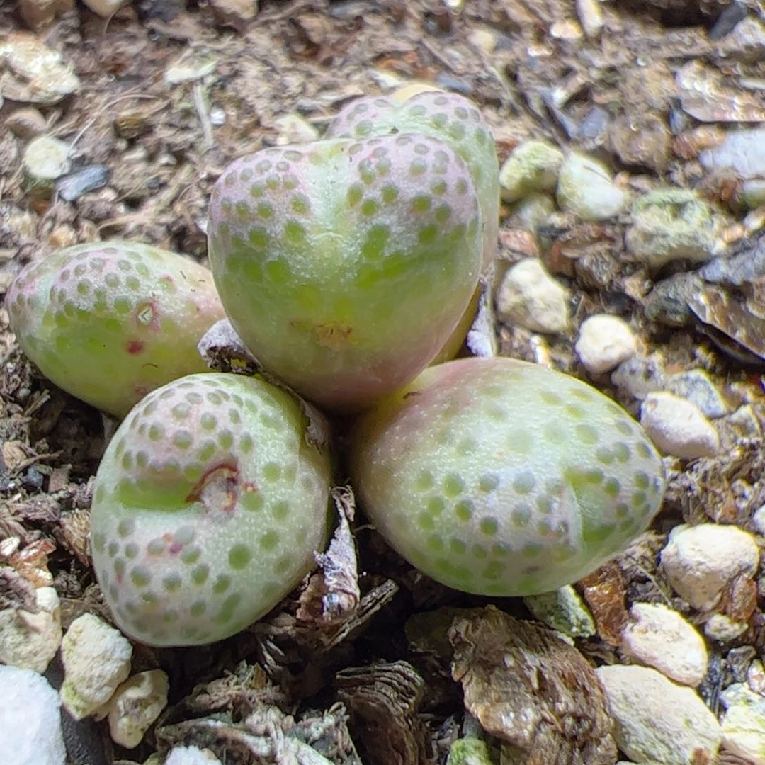 【闪购商品】259 955D斑马￼