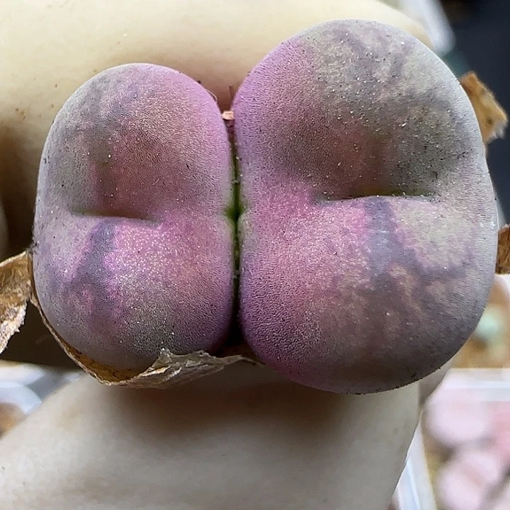 1214福利福利福利