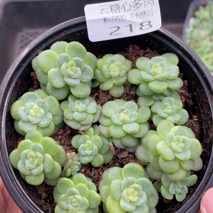 云糖心多肉植物218