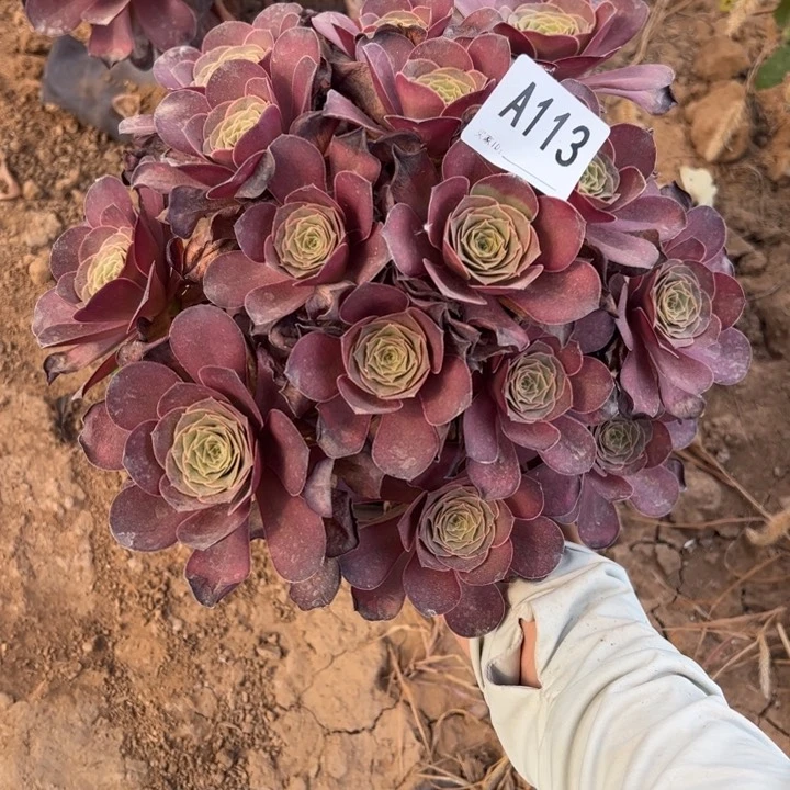 魅金玫瑰多肉植物113.