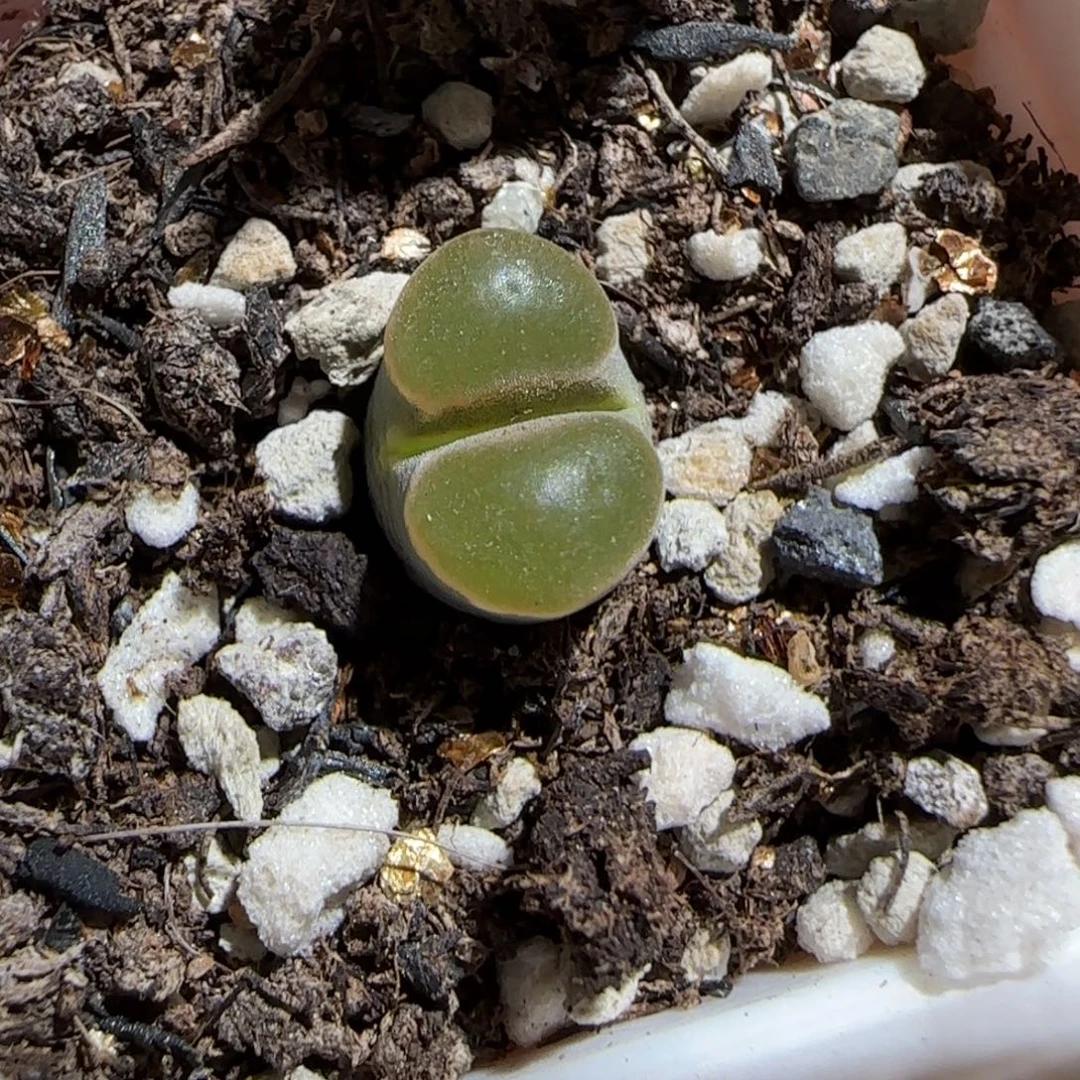 肉锥多肉植物组合-磁铁1299