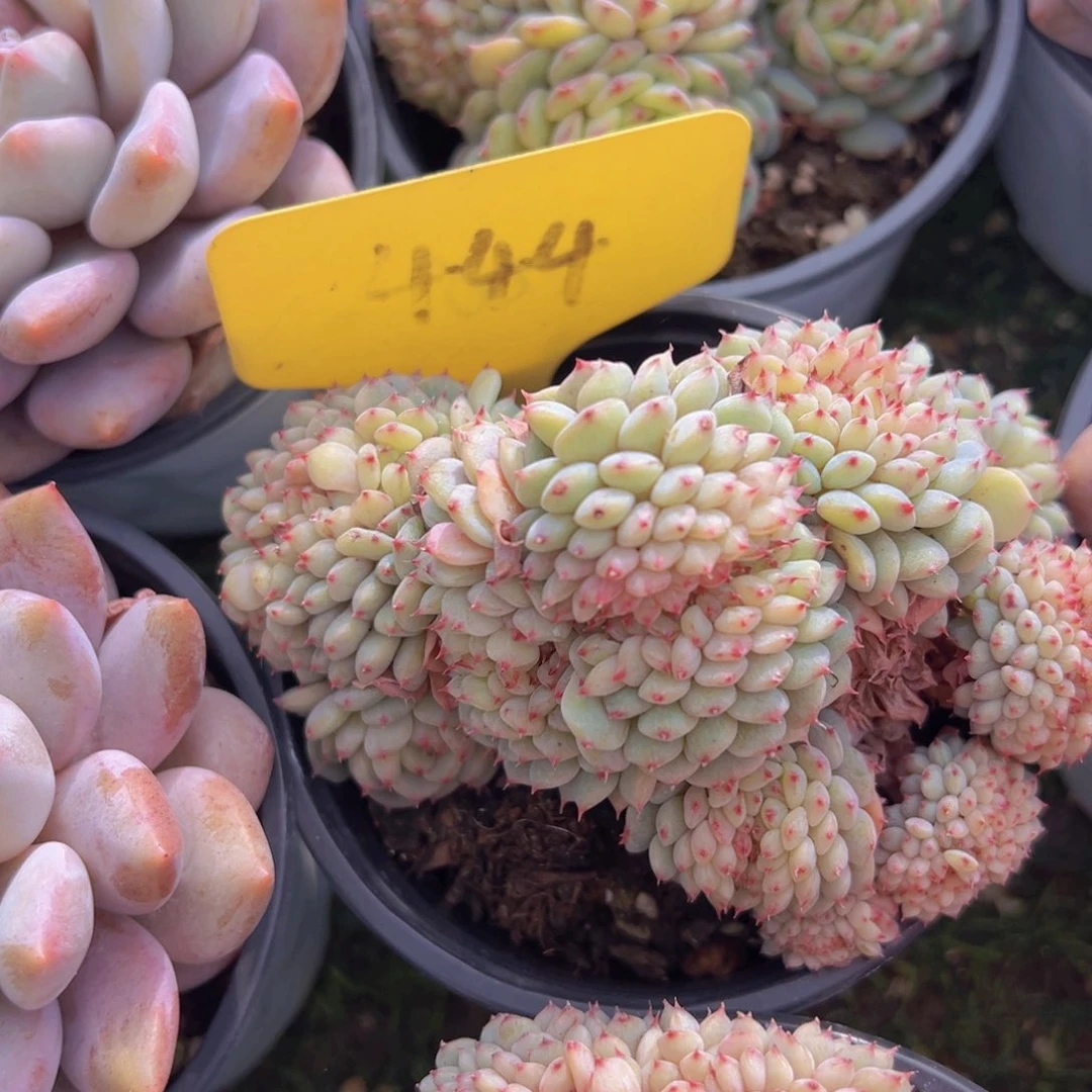 香玉的故事是一个人的故事