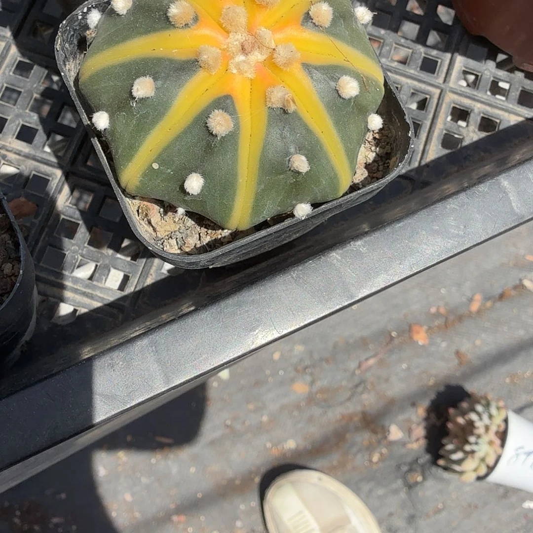 星斗多肉植物精品