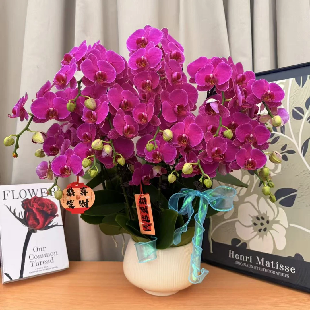 蝴蝶蘭《恭喜发财》红色花花，年宵爆款，皮实好养