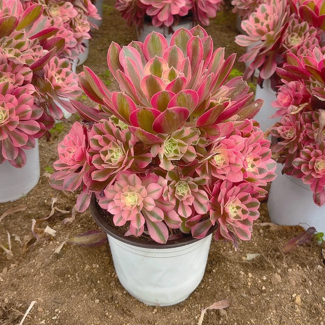 女巫多肉植物手捧