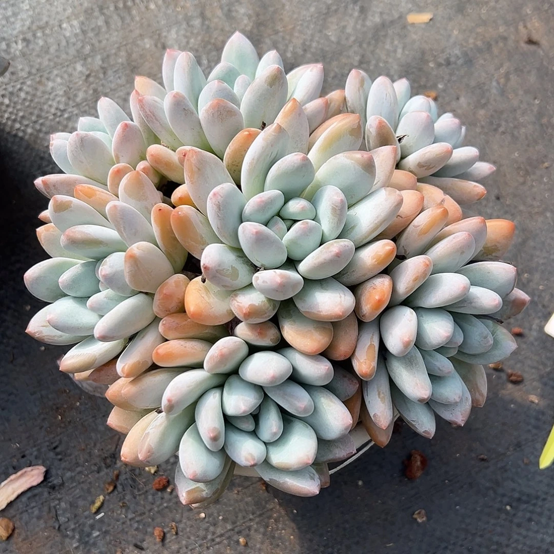 1027062 香水手捧老桩无砍