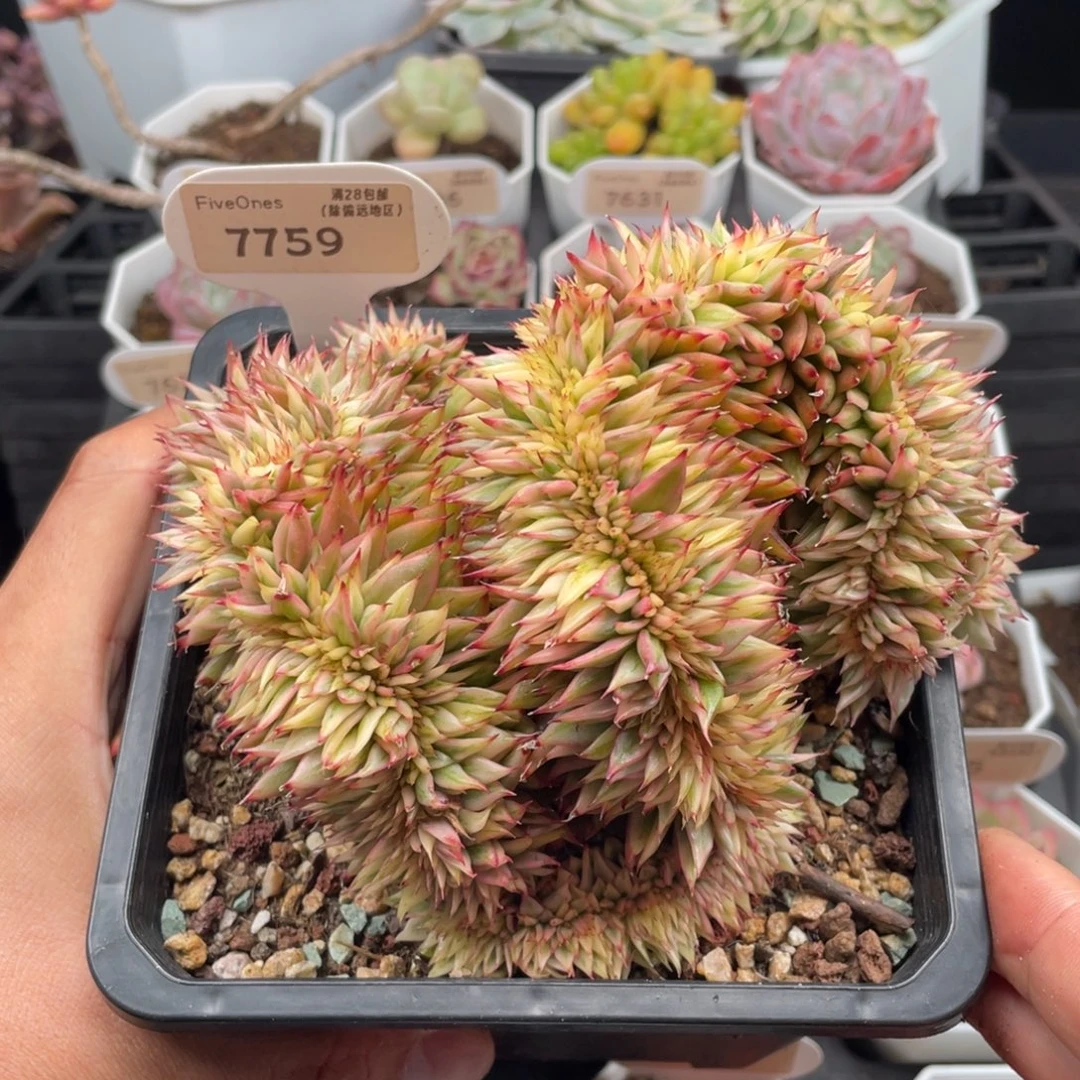 乌木锦缀7759-14.5厘米