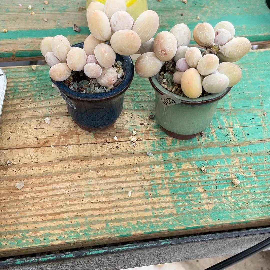 多肉植物的生长发育