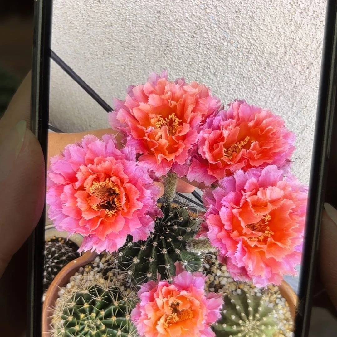 彩草83号7公分左右