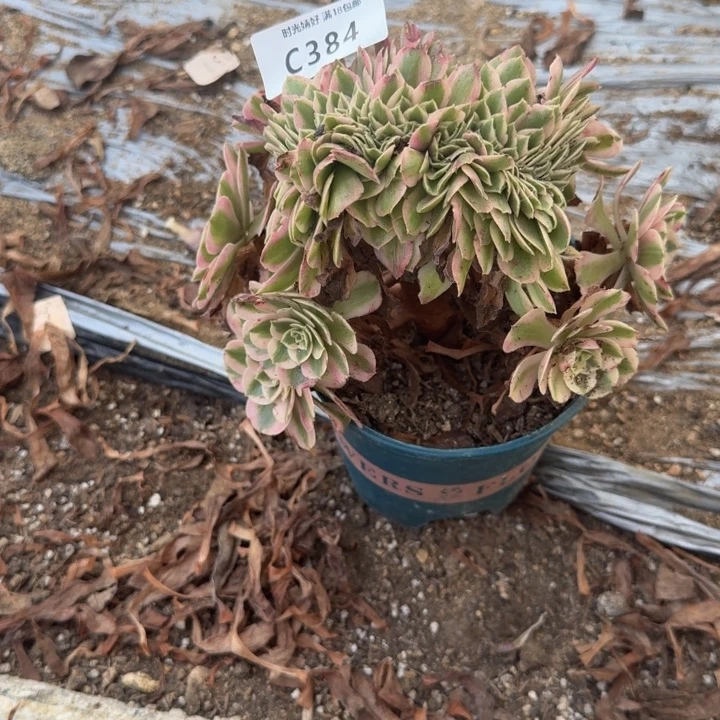384倾城缀化 多肉植物