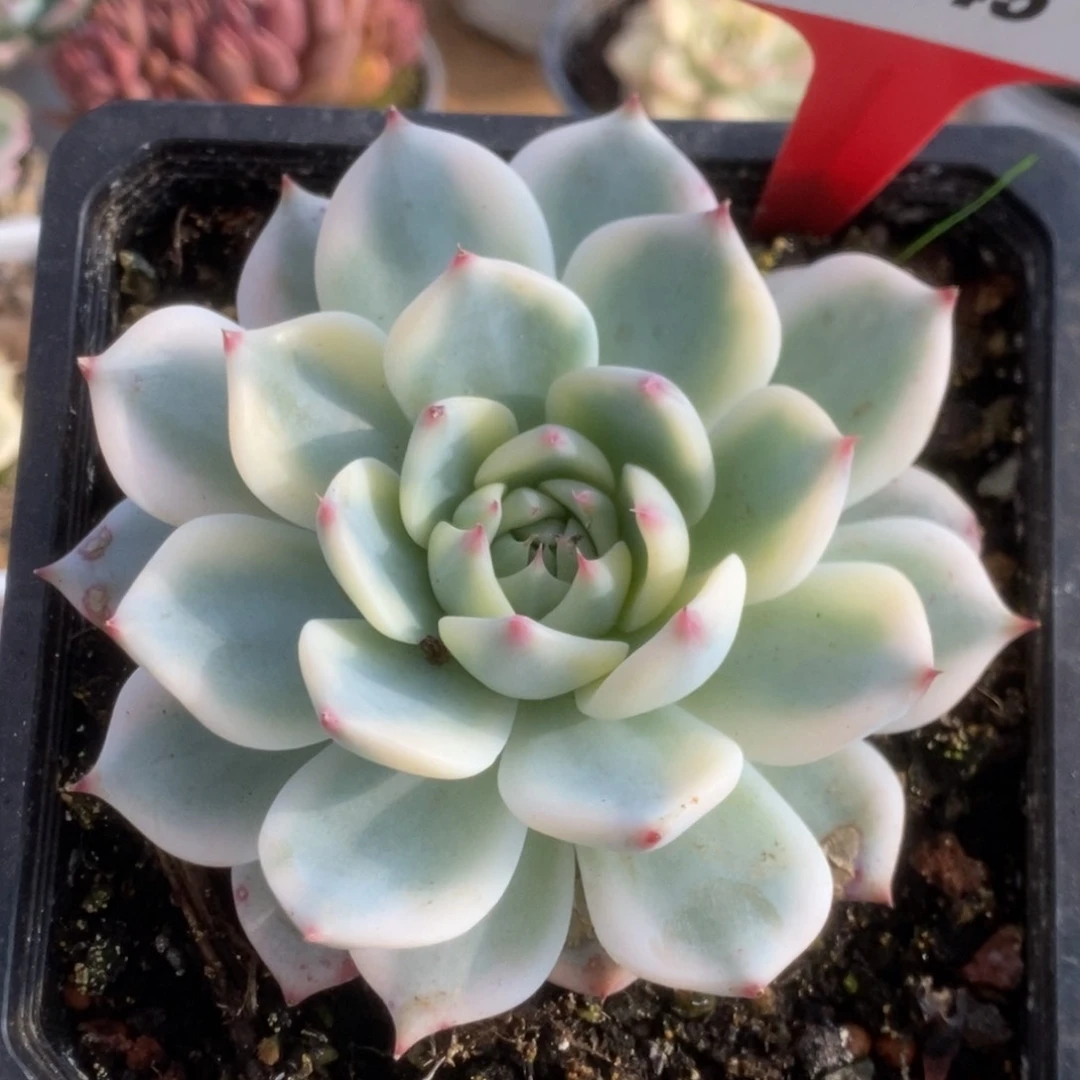 545吉娃娃锦锦锦锦锦