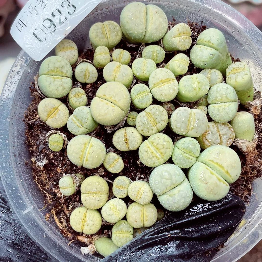 生石花满18包邮0923-194
