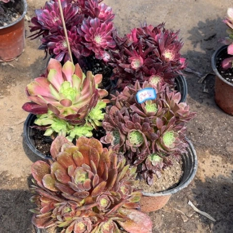 845多肉植物组合