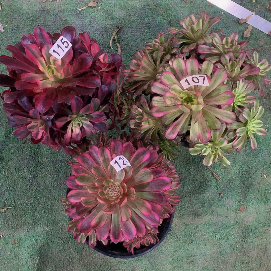 歪**^115  107 121法师3颗