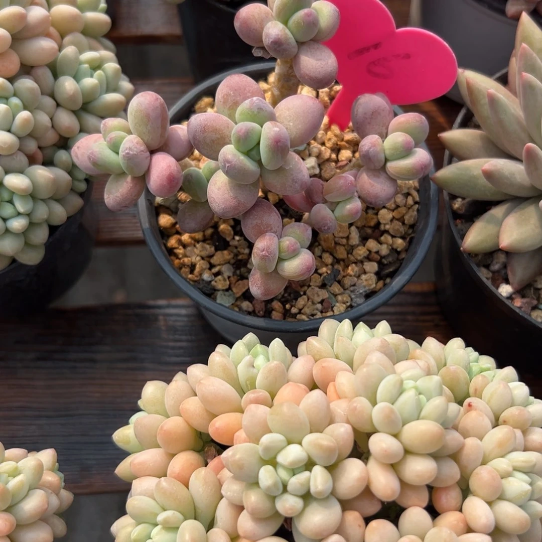 多肉植物一物一拍