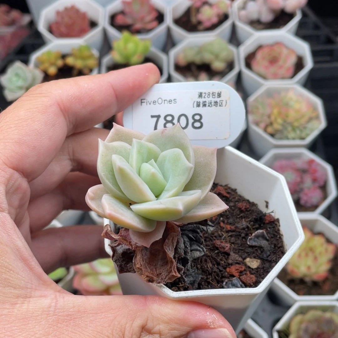 可爱玫瑰7808-4厘米