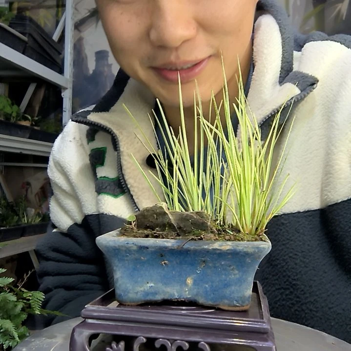 阿*：中青园艺一物一拍82