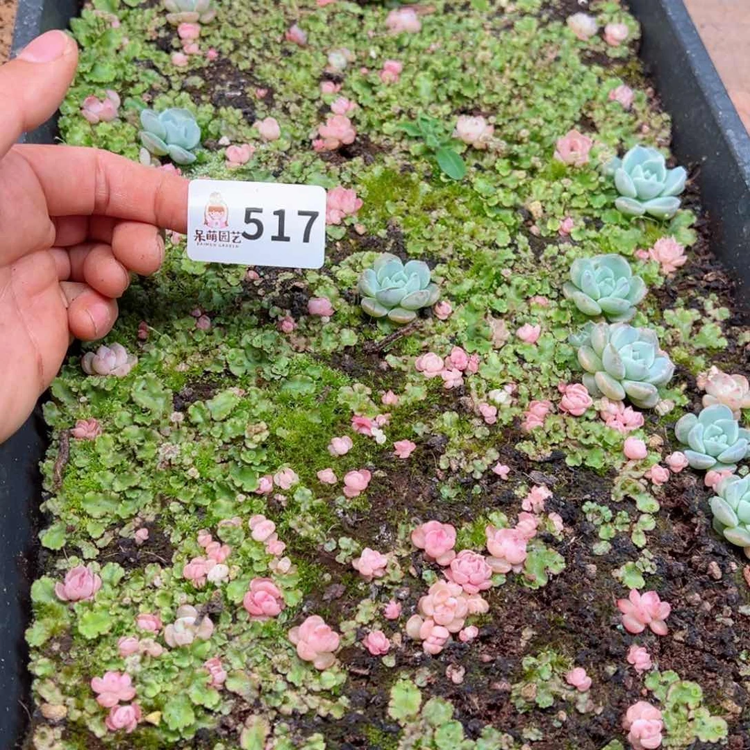 爽*多多肉植物多肉植物