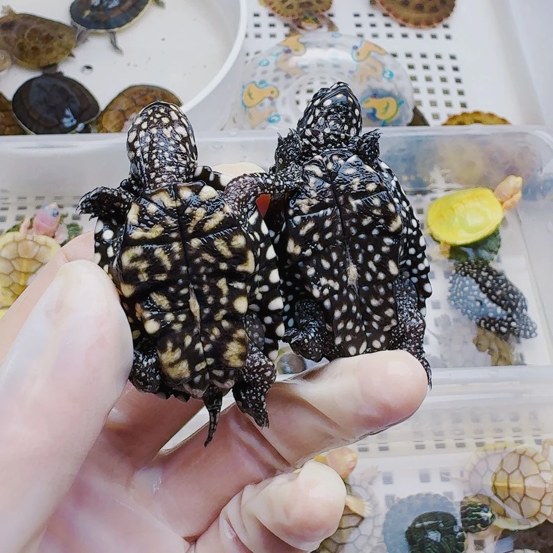 好***剑母宠物龟3222222222