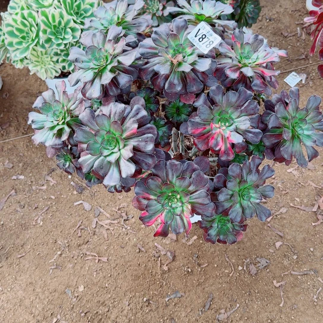 花蝴蝶法师878冠幅40