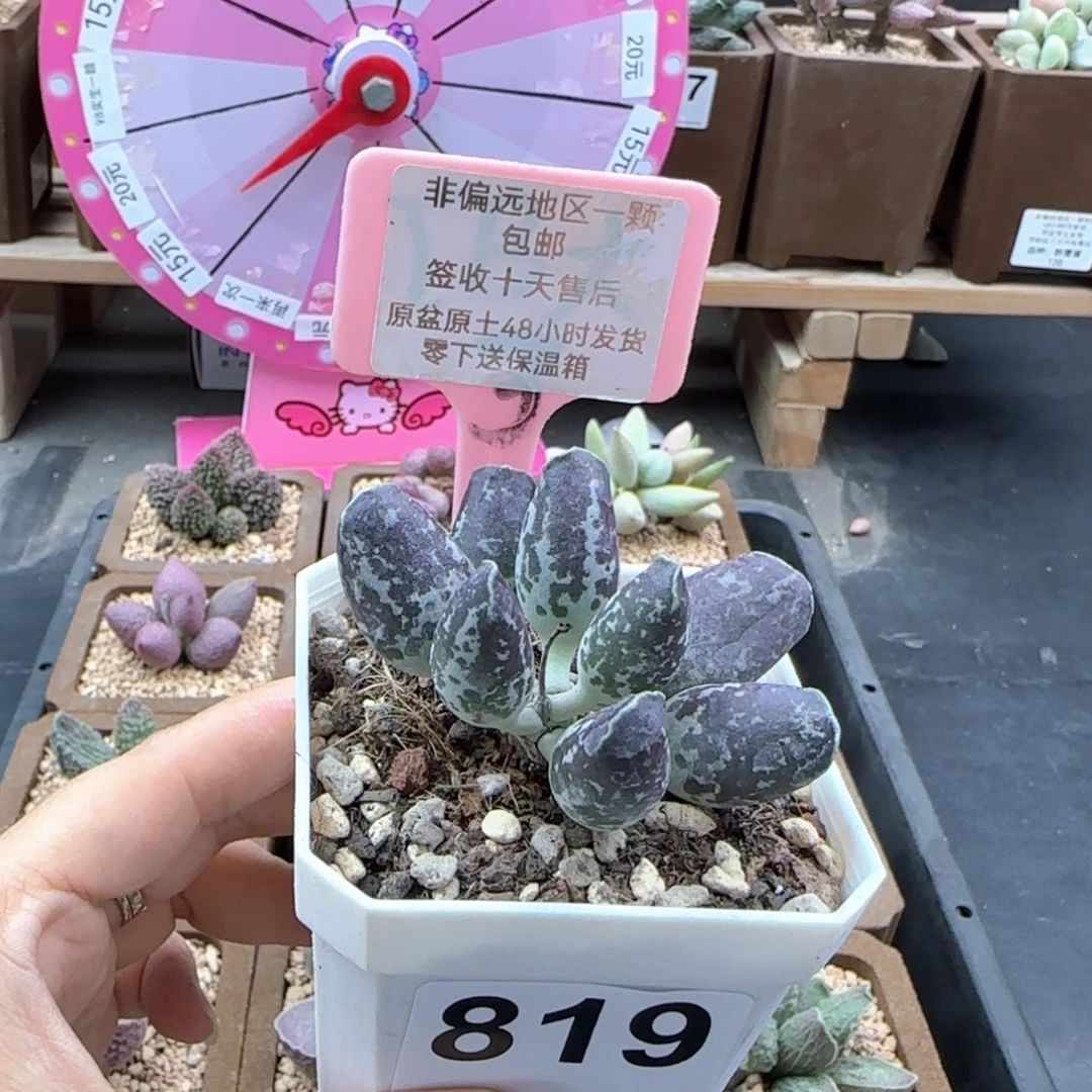 819紫肌海报二代多肉植物