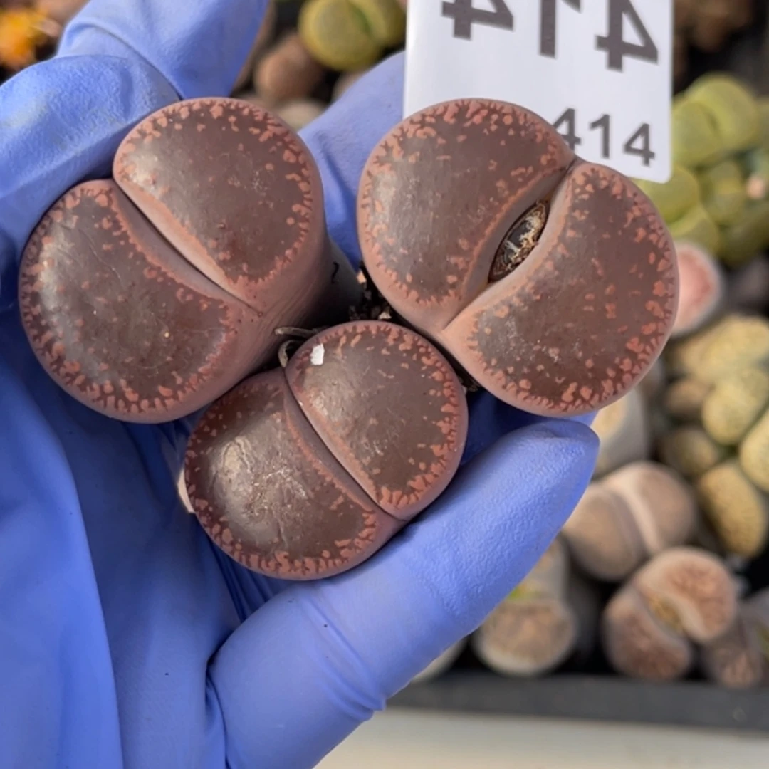 腿长非偏远满20包邮414