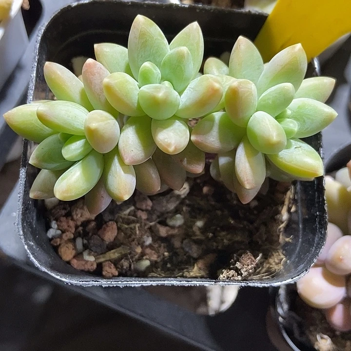 多肉植物阿蒂斯托951