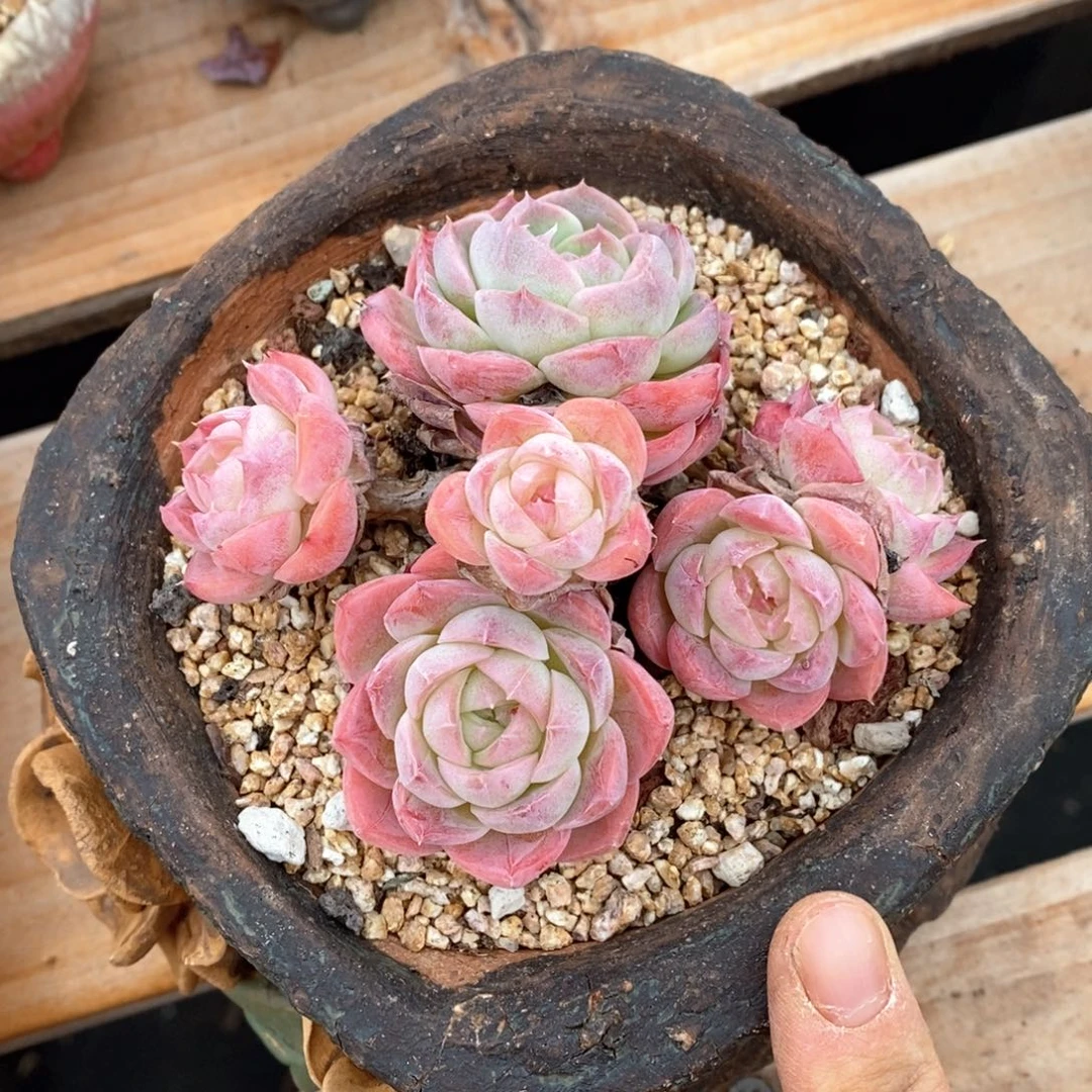 精品多肉一物一拍不包整309