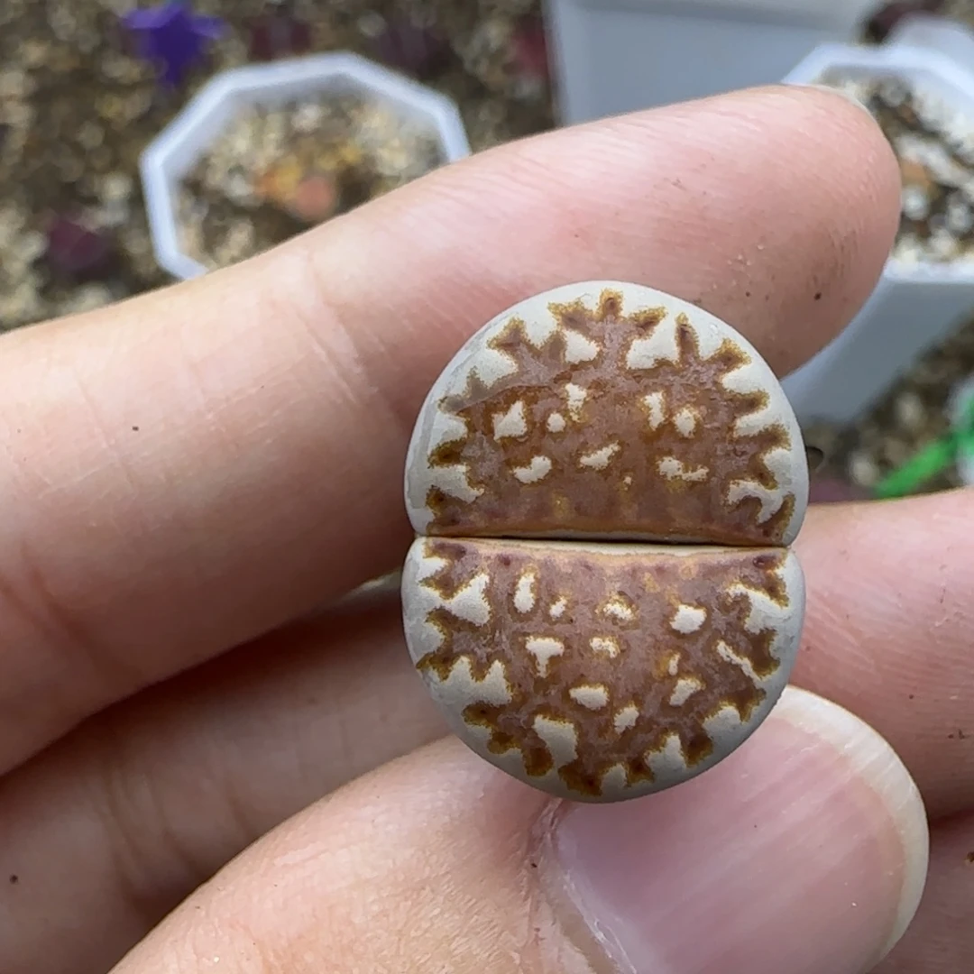 475 清框福利30包邮