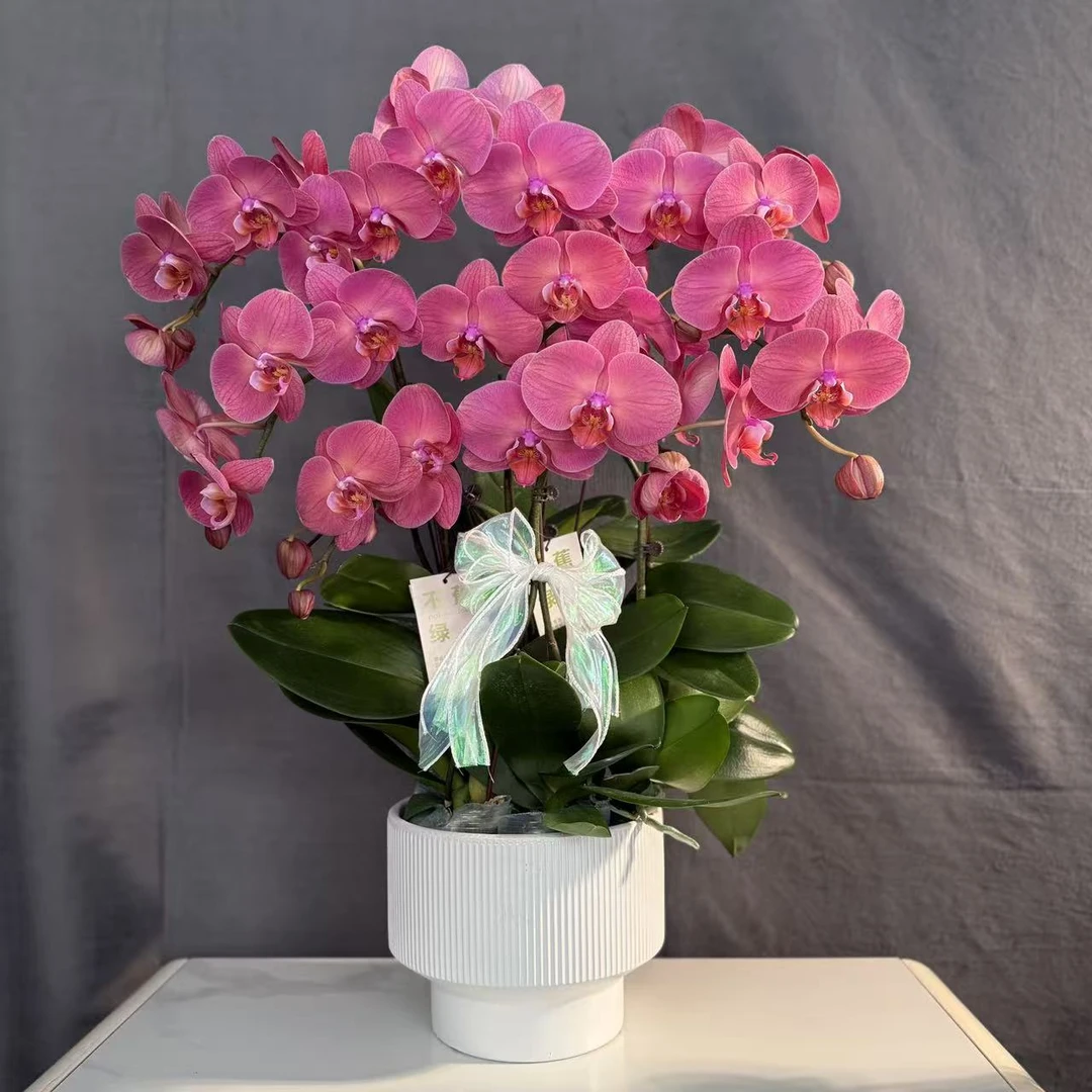 蝴蝶兰《橙美人》欧品花卉 稀缺花色 橙红色系 中大花型 基地直发