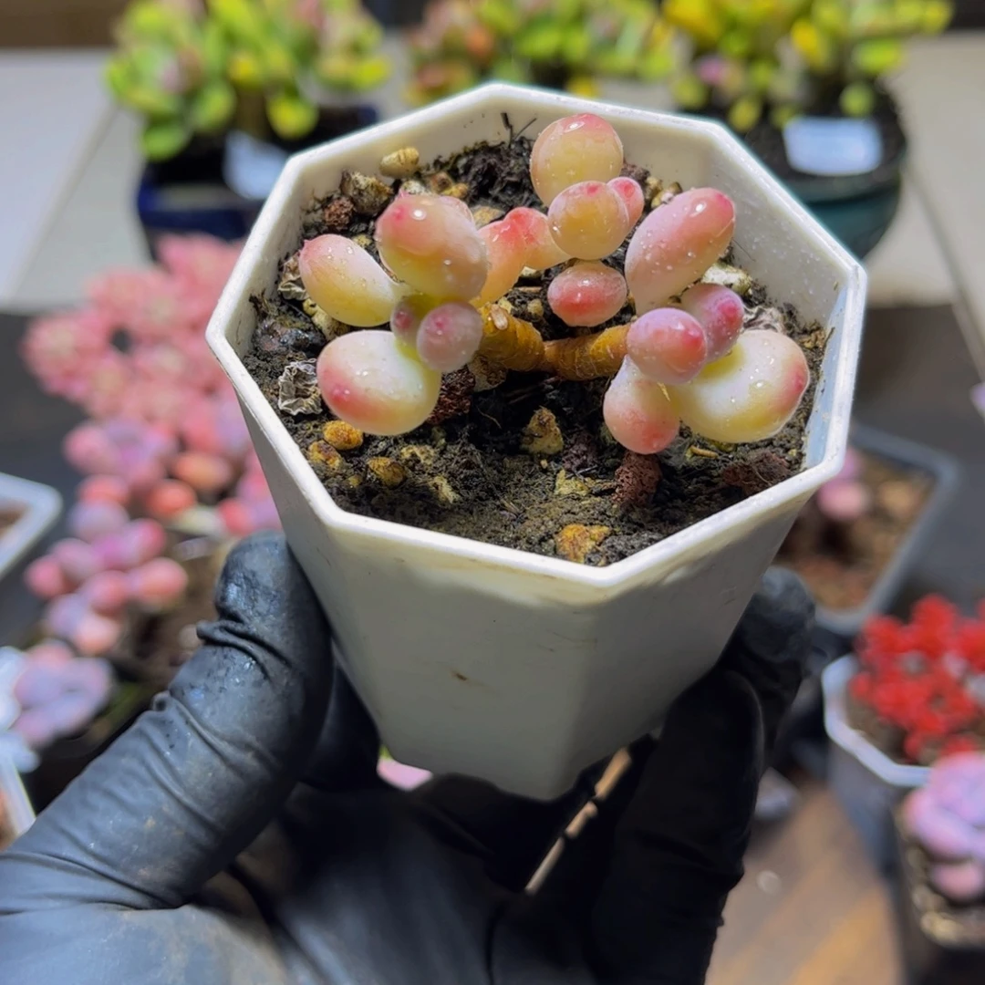 529二代苹果奶酪5厘米多肉