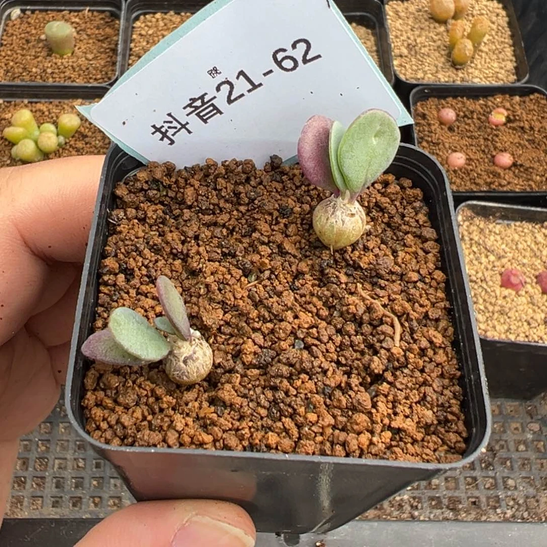 C*寶21-62肉锥多肉植物，