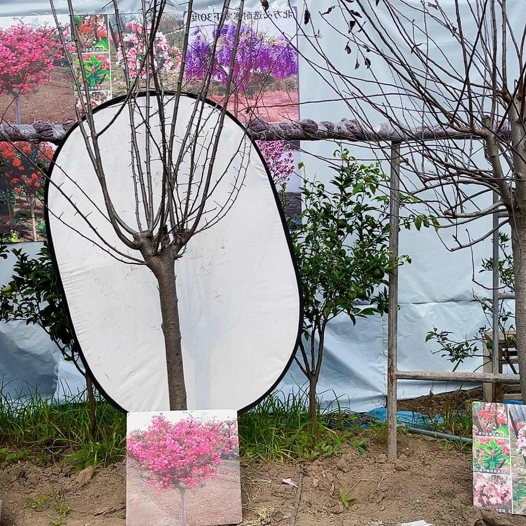 当前无花朵，栽培后可花朵